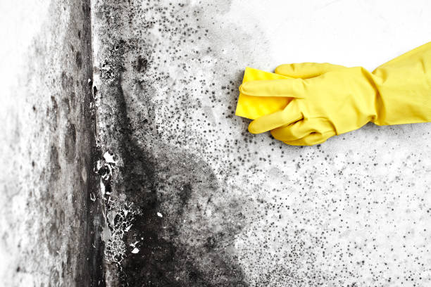 Best Mold Testing  in Lake Shore, UT