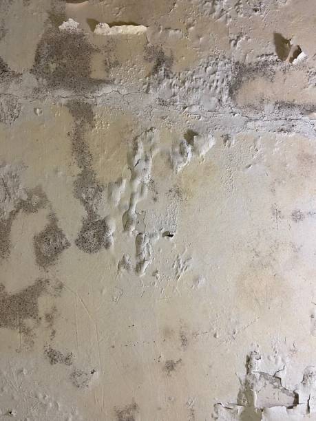 Best Best Mold Removal Companies  in Lake Shore, UT