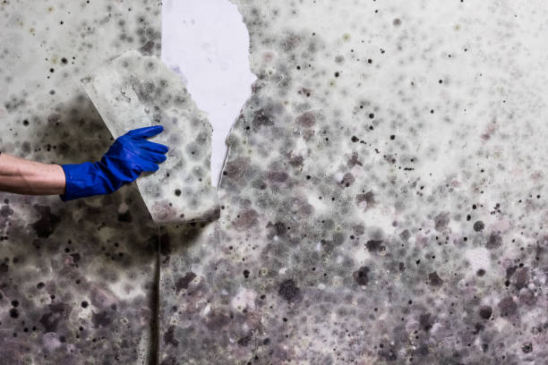 Best Emergency Mold Removal  in Lake Shore, UT