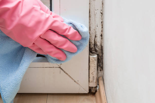 Best Certified Mold Removal  in Lake Shore, UT