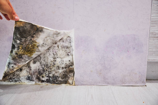 Best Black Mold Removal  in Lake Shore, UT